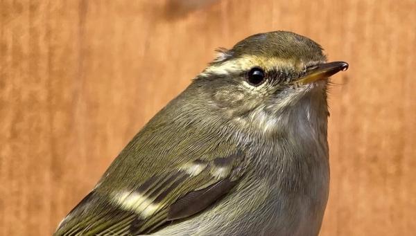 Gelbbrauenlaubsänger