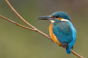 Eisvogel © Chris Venetz