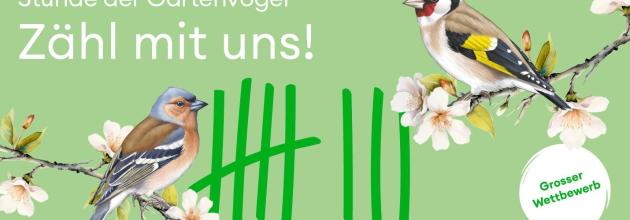Banner Stunde der Gartenvögel_BirdLife Schweiz