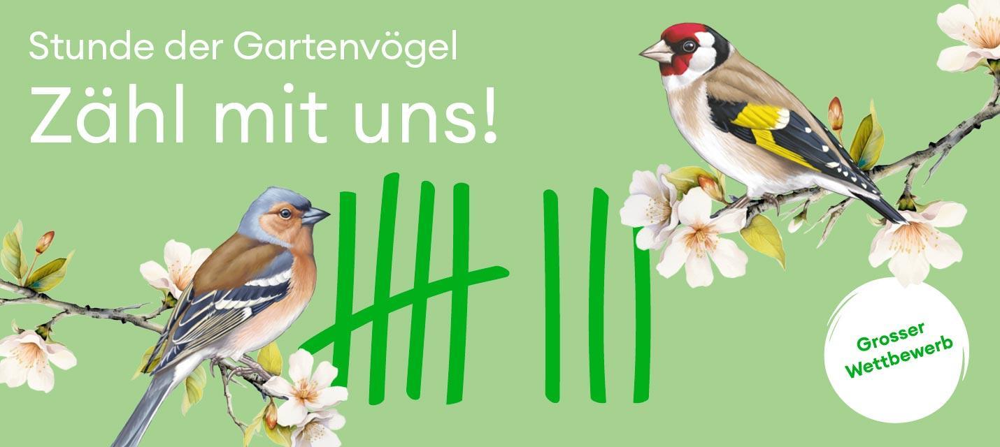 Banner Stunde der Gartenvögel_BirdLife Schweiz