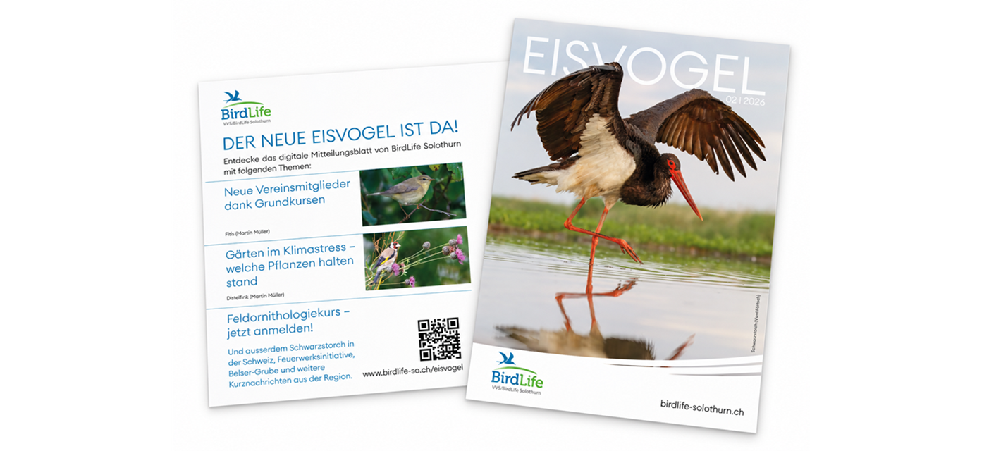 Karte Eisvogel