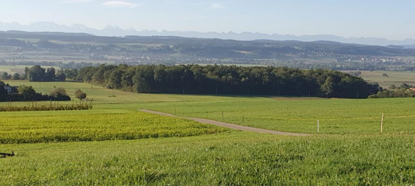 Brüelwald Selzach