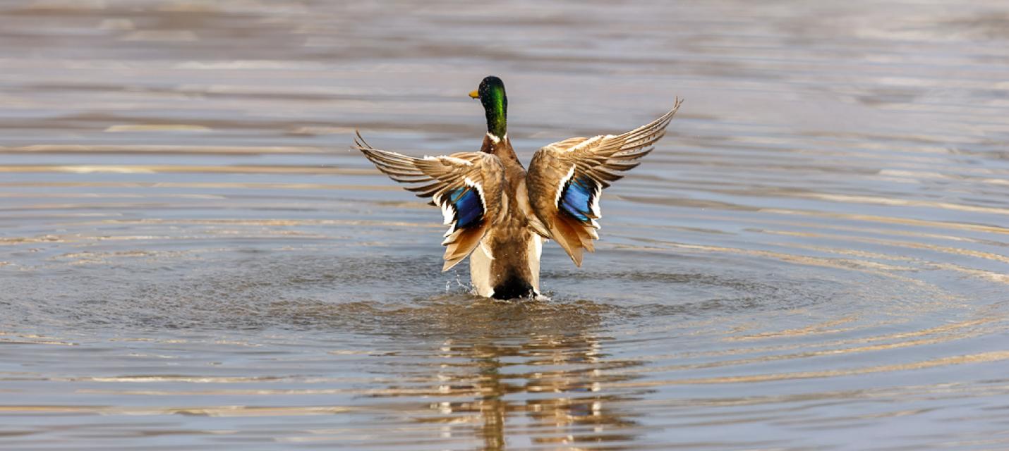 Stockente